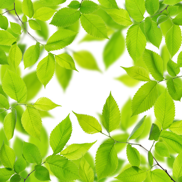 Green leaves - Valokuva, kuva