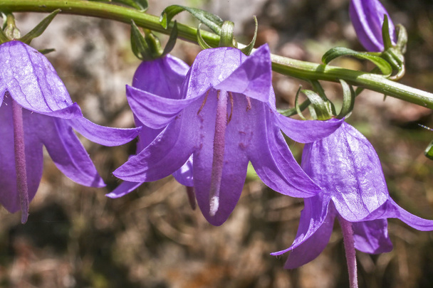 Harangvirág rotundifolia Harabell - Fotó, kép
