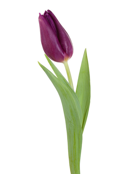 Tulipan kwiat fioletowy fiołek - Zdjęcie, obraz