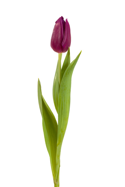 Tulip flower Bourgondië  - Foto, afbeelding