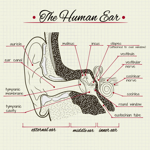 Struktury ludzkiego ucha - Wektor, obraz