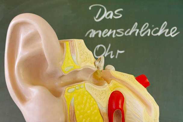 Τομεακή άποψη ενός ανθρώπινου αυτιού μπροστά από έναν πίνακα με το γερμανικό κείμενο "Das menschliche Ohr" ("Το ανθρώπινο αυτί") - Φωτογραφία, εικόνα