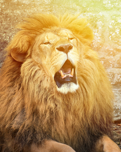zły Lwa afrykańskiego - Zdjęcie, obraz