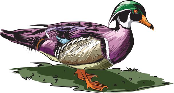Древесная утка
 - Вектор,изображение