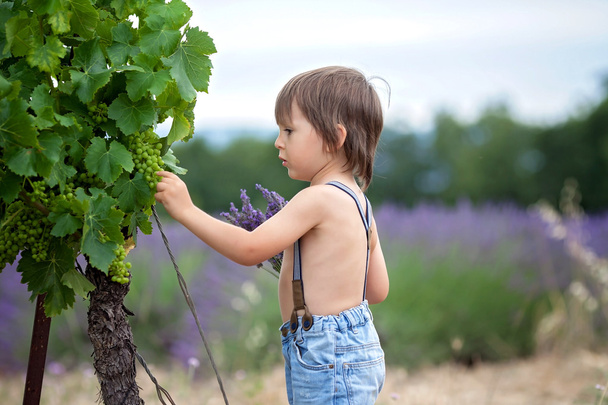 Cute laughing boy, running in a beautiful summer vine yard - Zdjęcie, obraz