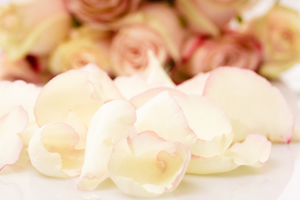 Pink roses petals - Фото, изображение