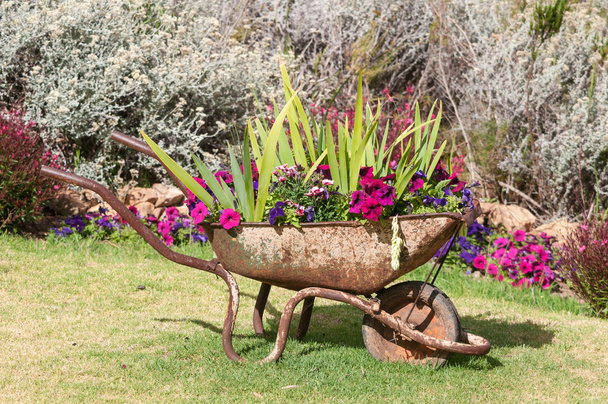 New use for an old wheelbarrow - Photo, Image