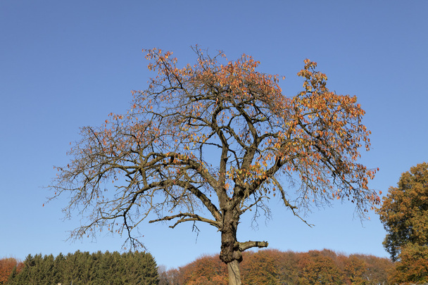Arbre en automne, Basse-Saxe, Allemagne
 - Photo, image