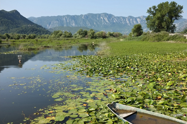 シュコダル湖、モンテネグロの表面に Virpazar: 睡蓮 - 写真・画像