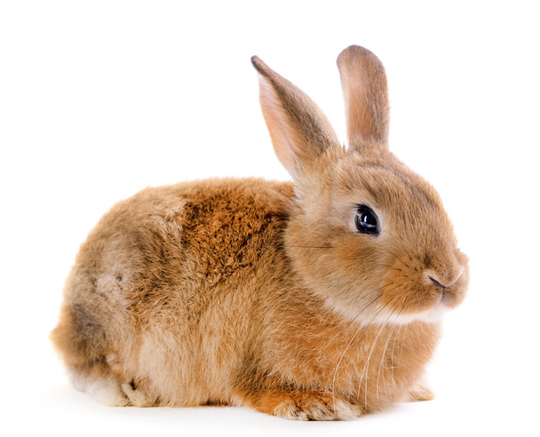 Little rabbit isolated on white - Photo, image
