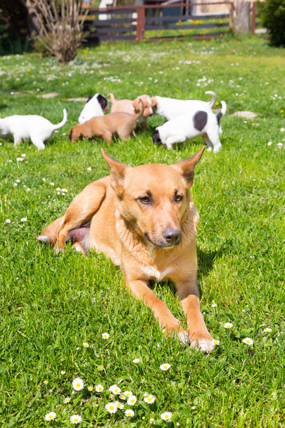 Χαριτωμένο μικρό σκυλί οικογένεια μικτή-φυλή. - Φωτογραφία, εικόνα