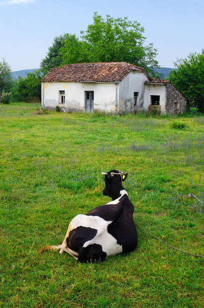 Корова, відпочиваючи, Чорногорія
 - Фото, зображення