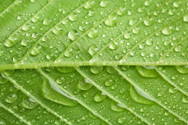 Green leaf with water drops - Foto, Imagem