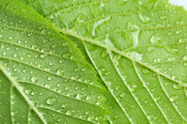 Green leaves with water drops - Fotó, kép