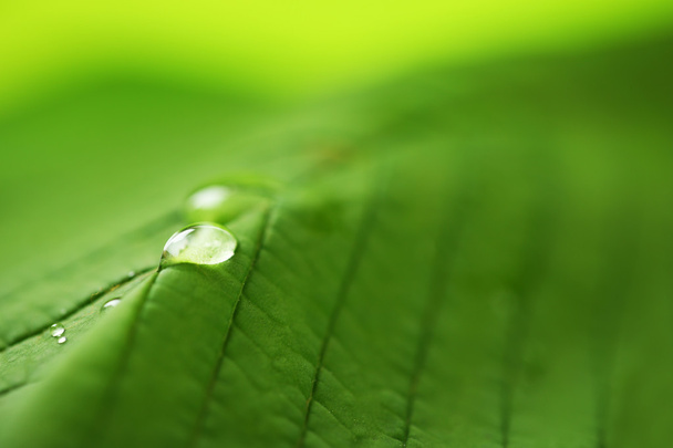 Green leaf with drops - Foto, afbeelding