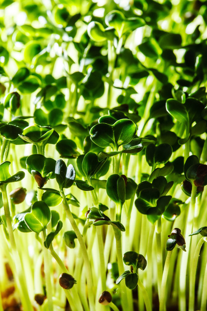 Nutritious green sprouts - Photo, Image