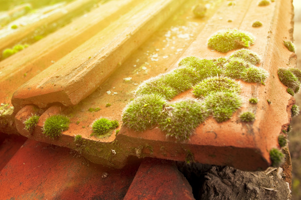 Moss on roof tiles - Photo, image