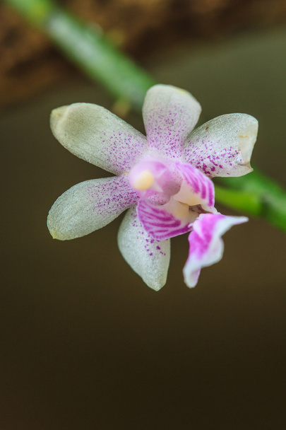 дикие орхидеи в лесу Таиланда
 - Фото, изображение