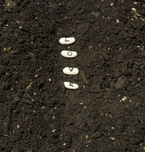 Samen der Liebe in eine Gartenreihe pflanzen - Foto, Bild