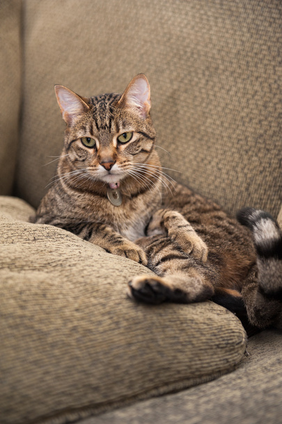 gatto sul divano - Foto, immagini