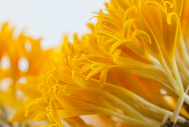  Цветок Мэриголд
 - Фото, изображение