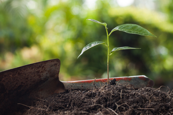 Νεαρό φυτό αυξάνεται σε καφέ χώμα με φτυάρι  - Φωτογραφία, εικόνα
