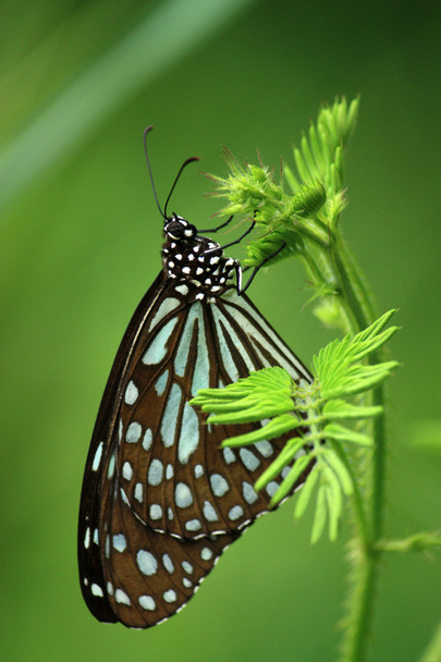 Μαύρη πεταλούδα - Φωτογραφία, εικόνα