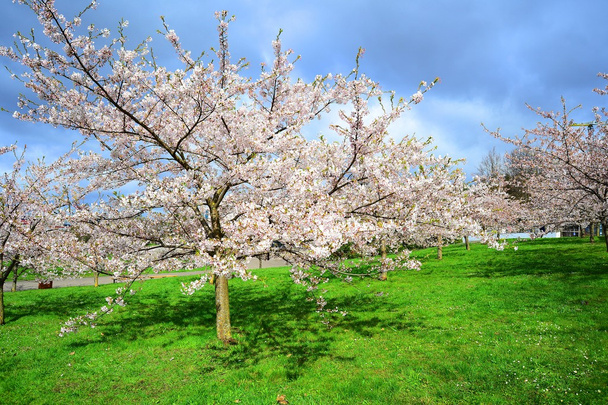 Kaunis vaaleanpunainen kirsikankukka Vilnassa kaupunki
 - Valokuva, kuva
