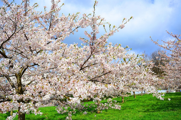 Kaunis vaaleanpunainen kirsikankukka Vilnassa kaupunki
 - Valokuva, kuva