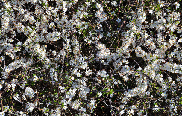 White blooming Prunus spinosa  - Φωτογραφία, εικόνα