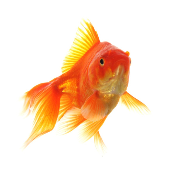 Золоті рибки
 - Фото, зображення