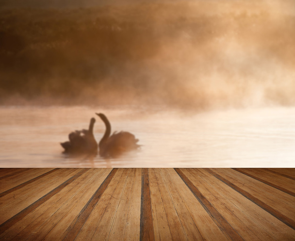 apareados par de cisnes en misy niebla asutumn caída lago tocando sce
 - Foto, Imagen