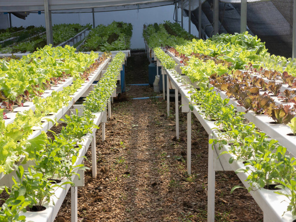 A greenhouse filled with rows of green, leafy lettuce growing in a hydroponic system. - Zdjęcie, obraz