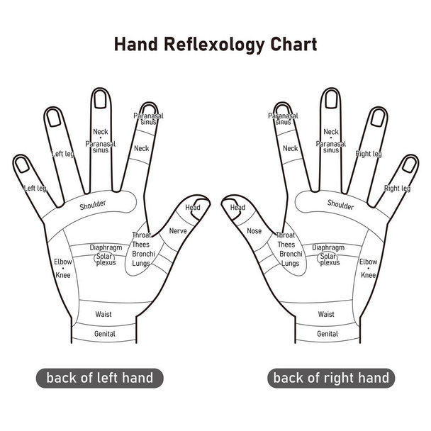 Illustration des points réflexes du dos de la main et des points de pression de la main (monochrome) - Vecteur, image