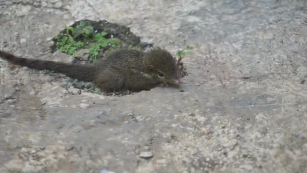a tame baby squirrel is playing - Záběry, video