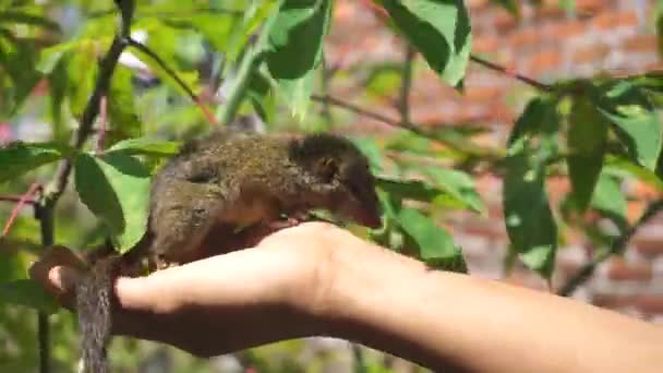 a tame baby squirrel is playing - Záběry, video