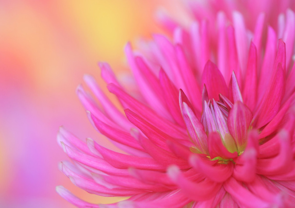 rózsaszín dahlia - Fotó, kép