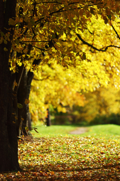 Autumn trees - Φωτογραφία, εικόνα