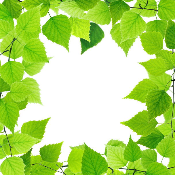 зелене листя
 - Фото, зображення