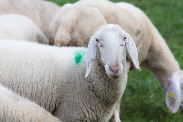 Sheep grazing II - Photo, Image