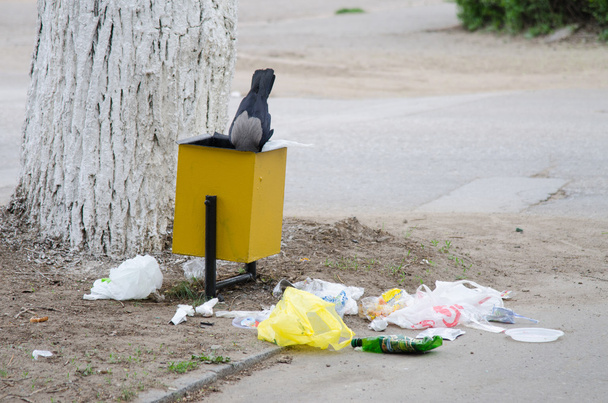 Krähe sucht Nahrung in einer Müllurne - Foto, Bild