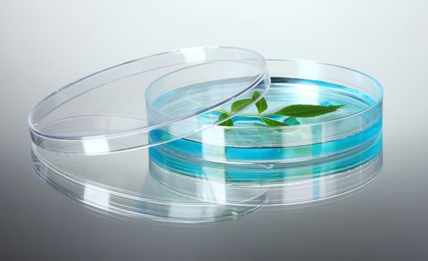 Genetically modified plant tested in petri dish - Foto, Bild
