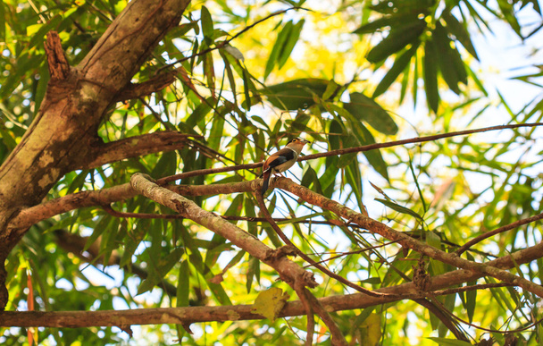 Srebro breasted broadbill na gałęzi drzewa w lesie - Zdjęcie, obraz
