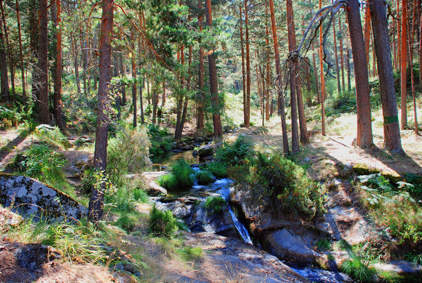 voda a borovice - Fotografie, Obrázek