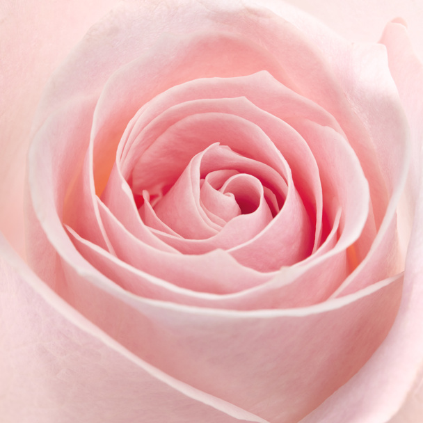 Rosa rosa macro disparo - Foto, imagen