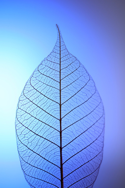 Skeleton leaf on blue background, close up - Photo, Image
