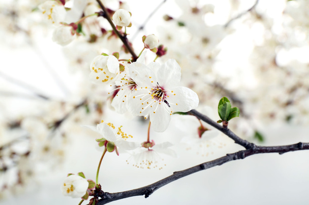 Flowering branch, closeup - Foto, Imagen