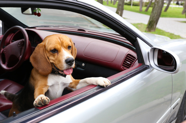 Funny cute dog in car - Foto, afbeelding