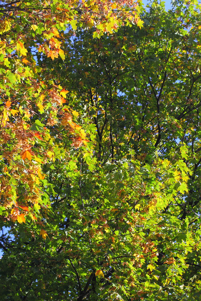 Maple leaves, golden autumn - Foto, imagen