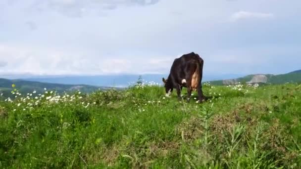 Μια αγελάδα βόσκει ειρηνικά σε ένα πράσινο πεδίο, με μια γραφική θέα των βουνών. - Πλάνα, βίντεο